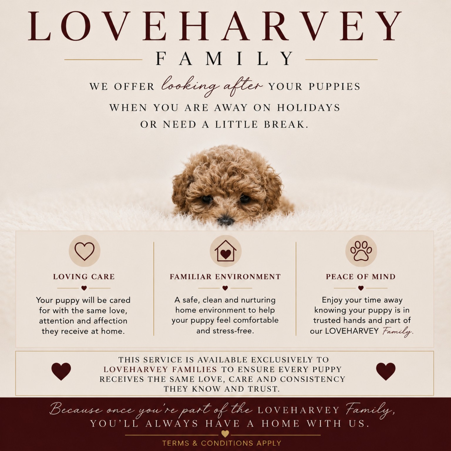 LOVEHARVEY Family puppy holiday care information