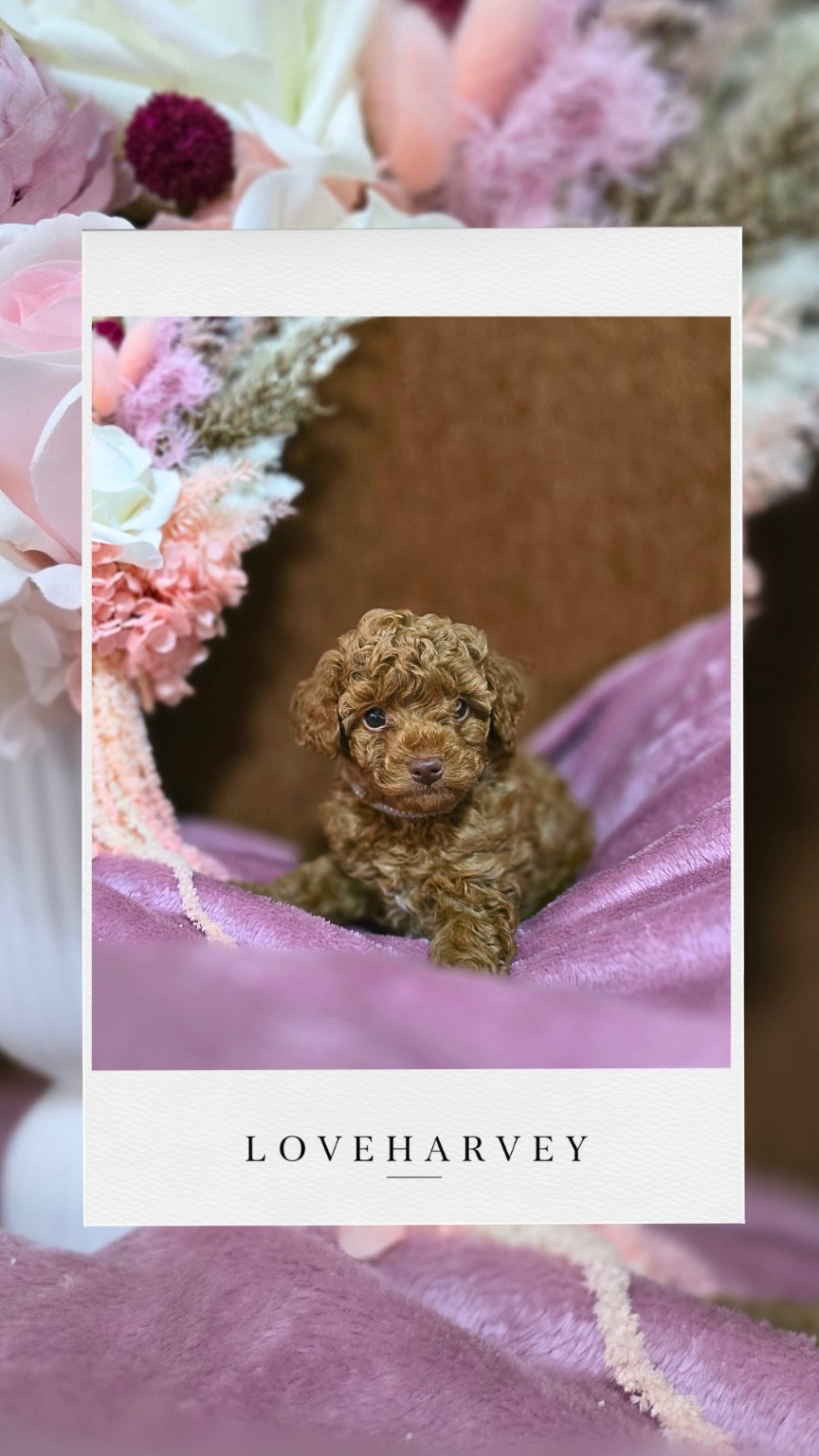 LOVEHARVEY Tiny Toy Poodle puppy 1