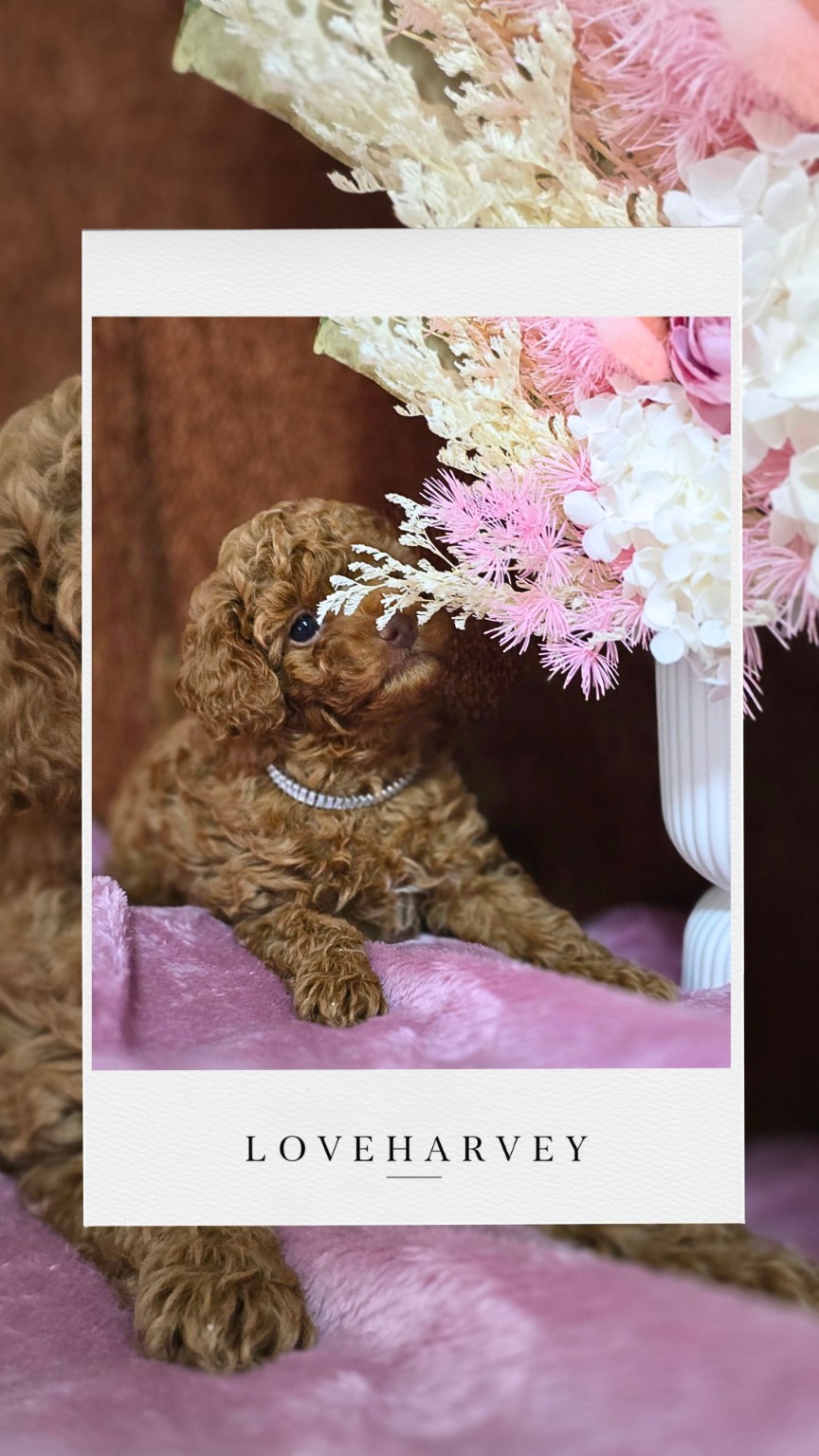 LOVEHARVEY Tiny Toy Poodle puppy 2