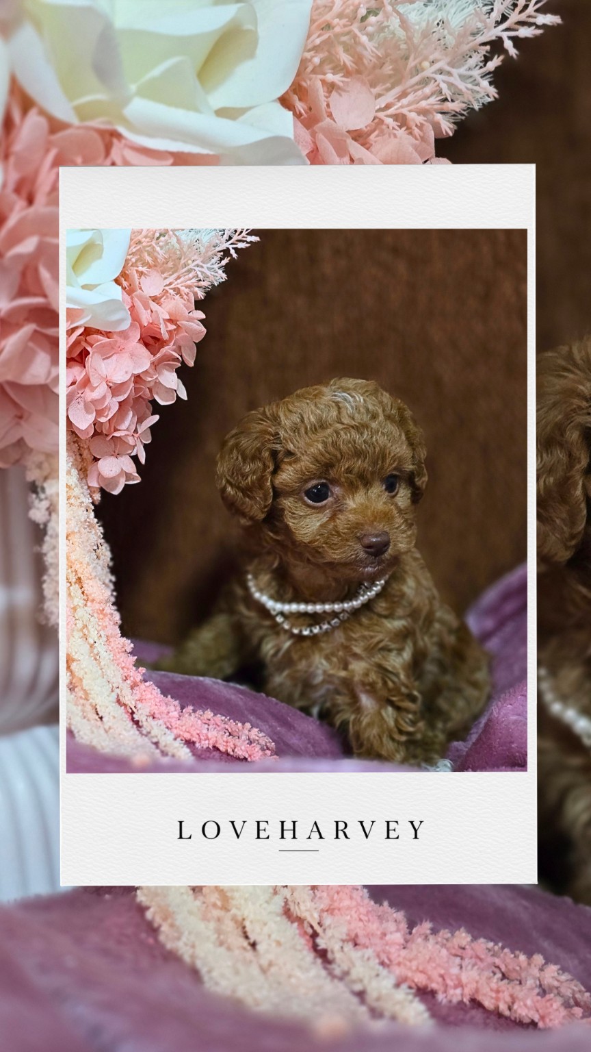 LOVEHARVEY Tiny Toy Poodle puppy 3
