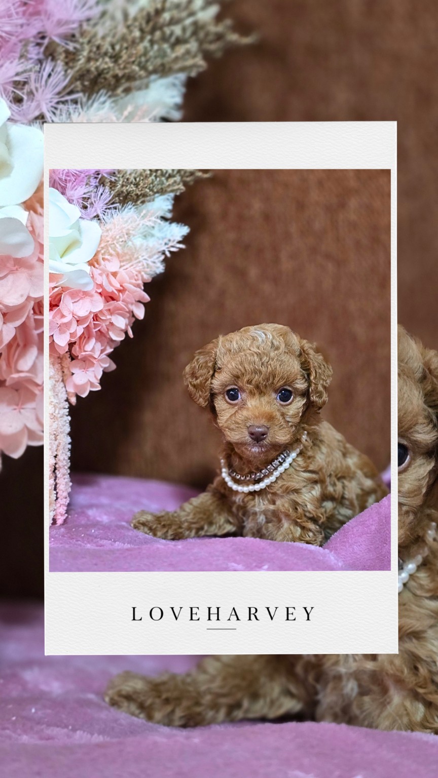 LOVEHARVEY Tiny Toy Poodle puppy 4