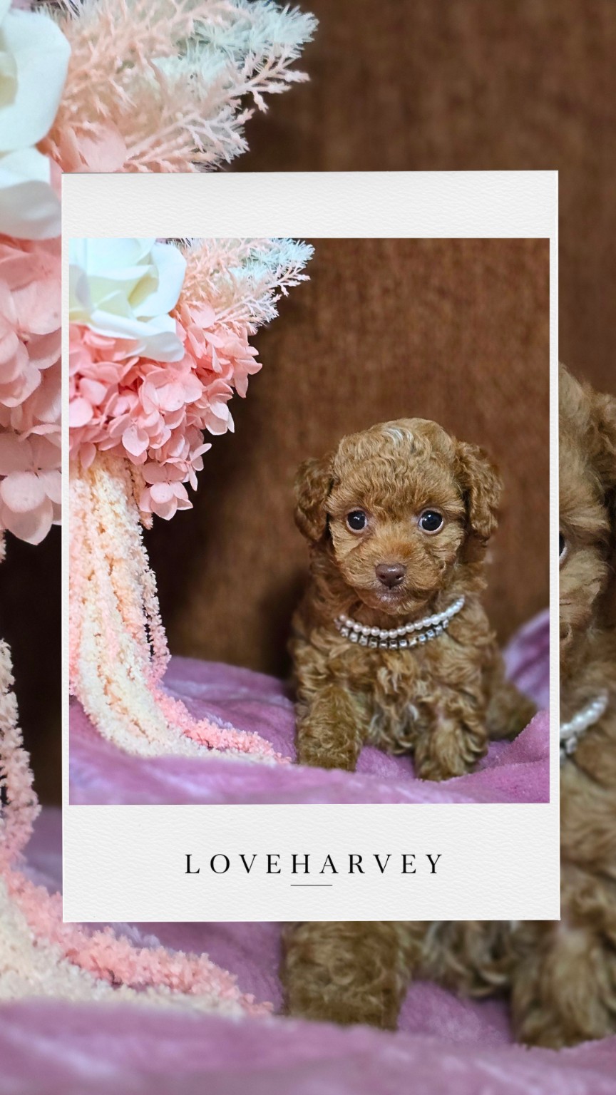 LOVEHARVEY Tiny Toy Poodle puppy 5