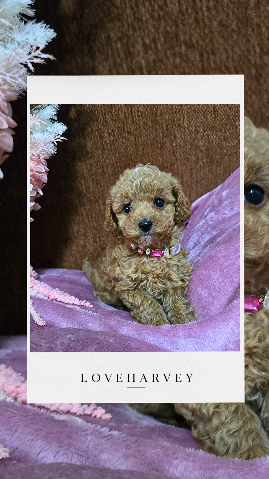 LOVEHARVEY Tiny Toy Poodle puppy 6