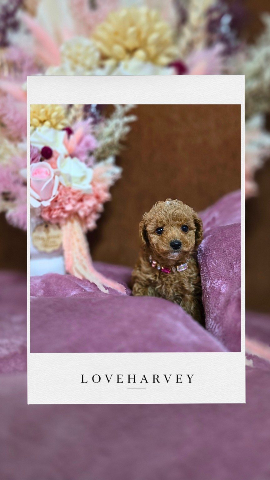 LOVEHARVEY Tiny Toy Poodle puppy 7